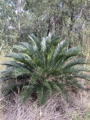 Cycas ophiolitica