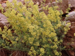 Galium libanoticum