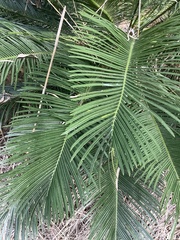Cycas ophiolitica