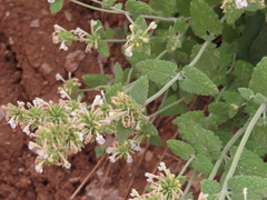 Nepeta italica