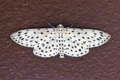 Percnia