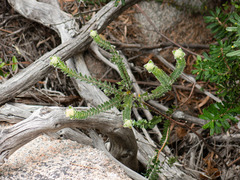 Pimelea leiophylla