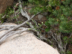 Pimelea leiophylla