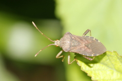 Anasa scorbutica