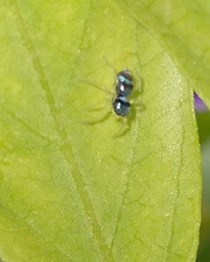 Phintella vittata