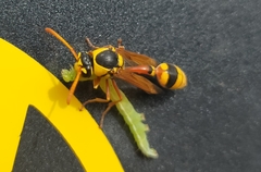 Delta campaniforme campaniforme