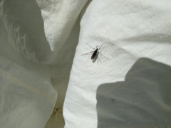 Tipulidae