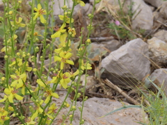 Verbascum gaillardotii