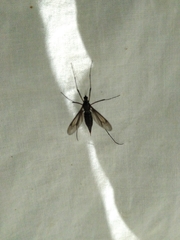 Tipulidae