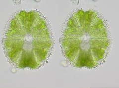 Micrasterias conferta