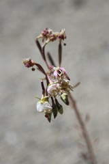 Chylismia claviformis integrior