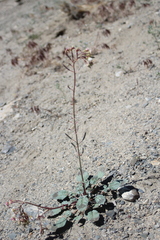 Chylismia claviformis integrior