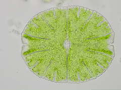 Micrasterias thomasiana