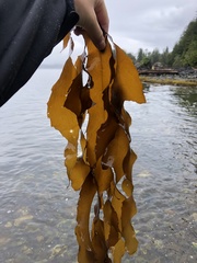 Desmarestia herbacea