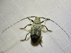 Sternidius mimeticus