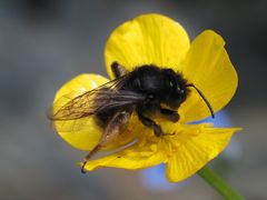 Andrena rogenhoferi