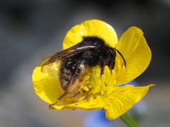 Andrena rogenhoferi