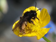 Andrena rogenhoferi