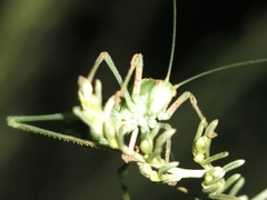 Platylyra californica