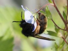 Andrena rogenhoferi