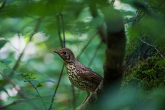 Turdus philomelos philomelos