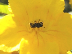 Ceratina perforatrix pyramidalis