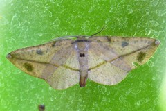 Omiza miliaria