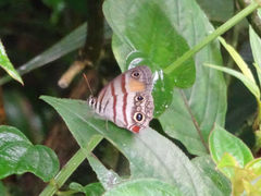 Cissia labe