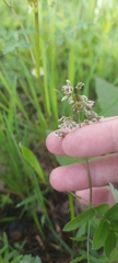 Anthoxanthum nitens