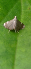 Cangetta