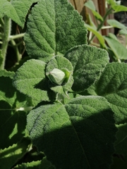 Salvia sclarea