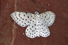 Antipercnia belluaria