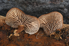 Lentinellus montanus