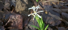 Pancratium parvum