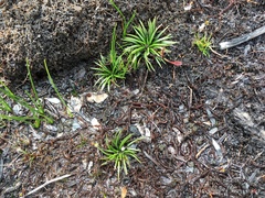 Isoetes jarmaniae