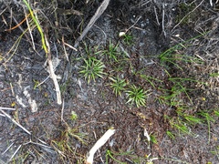 Isoetes jarmaniae