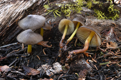 Mycena nivicola