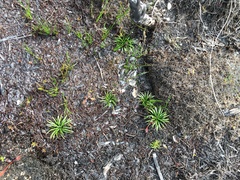 Isoetes jarmaniae