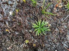 Isoetes jarmaniae