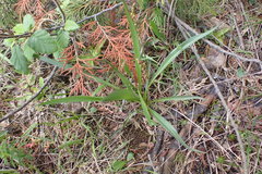 Plantago macrocarpa
