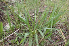 Plantago macrocarpa