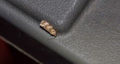 Phaecasiophora confixana