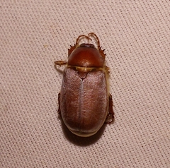 Listrochelus