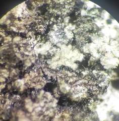 Taeniolella phaeophysciae