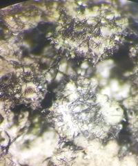 Taeniolella phaeophysciae