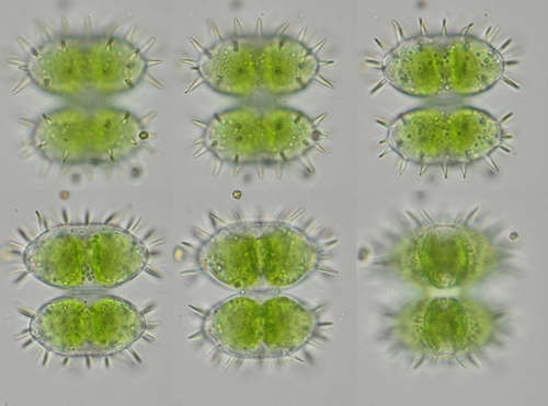 Staurastrum teliferum