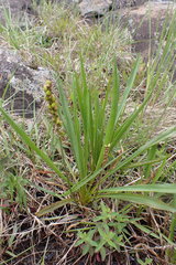 Plantago macrocarpa
