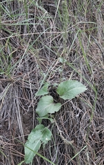 Veronica wyomingensis