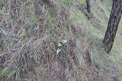 Veronica wyomingensis