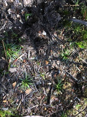 Isoetes jarmaniae